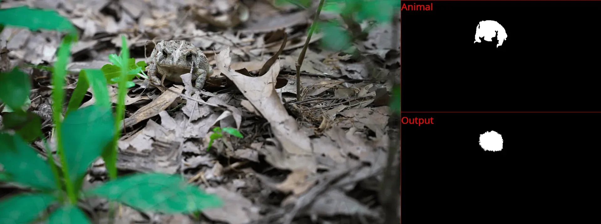 Animal Detection Neural Network - Image 2